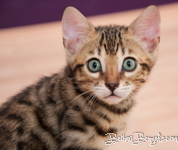 Bengal Katze Zucht